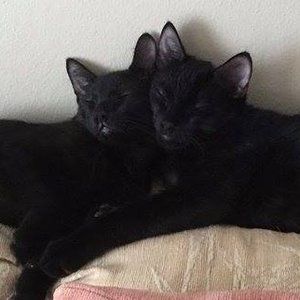 Meet your Posher, Renee